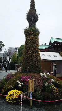菊のスカイツリー